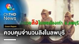 นับจำนวนลิงในเขตเมืองเก่า พร้อมควบคุมจำนวนต่อเนื่อง จ.ลพบุรี | Green Report