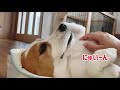 飼い主をさらに親バカにさせる超かわいいビーグル犬さつき氏 satsuki the beagle