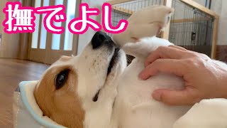 飼い主をさらに親バカにさせる超かわいいビーグル犬さつき氏 Satsuki the Beagle