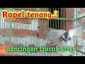 trucukan ropel panjang, buat pancingan, EMOSI NGEROL nya mantap @Kicau Savana