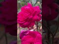 beautiful violet rose flowers🥀 home gardening rose flowers youtubeshorts shorts