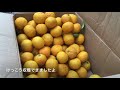 暮らしのvlog【みっちーのゆっくりご飯】その63 香織茶寮