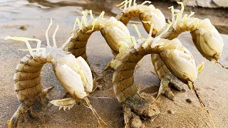 [Collection] A lot of shrimps on the beach were unable to hide. Niu Niu picked up half a bucket and