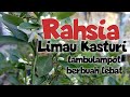 Rahsia pokok limau kasturi berbuah lebat.