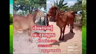 បិតការលក់ គោពូជល្អ ទើបមកដល់ថ្មី មេ+កូនឈ្មោល តំលៃលក់ $4500 ចង់បាន 0713247777 ⛳️ ខេត្តបន្ទាយមានជ័យ