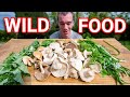 How to go Foraging for Wild Plants and Mushrooms