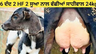 2 ਸੂਆ 2 HF ਵੱਛੀਆਂ 6 ਦੰਦ ਤਾਜੀਆਂ ਸੂਈਆਂ ਦੋਵਾਂ ਨਾਲ#ਵੱਛੀਆਂ ਇੱਕ ਸਾਹੀਵਾਲ 24kg ਮਿਲਕ ਟੌਪ ਦਾ ਨਗੀਨਾ 2 HF ਗੱਬਣ!!