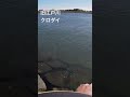 旧江戸川、自作レジンバイブレーションでクロダイ fishing 釣り チヌ チニング クロダイ シーバス 自作ルアー ハンドメイド