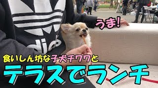 🔴子犬チワワと公園にあるテラスでランチ！【みるく】【可愛い】【dog】【puppy】