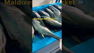 Maldives fish market so big tuna fish 🐟😳#maldives #youtubeshorts