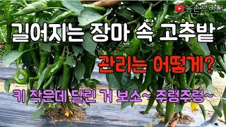 고추농사 장마에 이 정도면 선방하고 있는 걸까..? 길어지는 장마 관리는 어떻게 할까? 장마 속 고추 상태는? 담배나방 탄저 총채 각종 벌레 천국 올해는 꼭 지켜내야 한다!