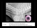 tracheal collapse in dogs