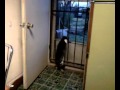 Male Cat Performing Mating Call I Guess Male Cat Performing Mating Call I Guess