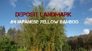 #4 japanese yellow bamboo Deposit landmark.