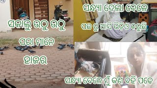 ସକାଳୁ ପାରା ମାନେ ଆସି ହାଜର /ପୁଅ ପଛରୁ ଆସି ଭିଡିଓ କରୁଛି /ସନ୍ଧ୍ୟା ରେ କଣ ପାହି ପଢେ /chinu jitu odia vlog 🙏