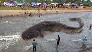 Wow!! Amazing Cambodia People Meeting Net Fishing Group - Cambodia Traditional Net Fishing - SRDaily