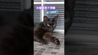 本貓就是不想聽，因為媽媽都是騙人的！ #我的治愈系猫咪 #鏟屎官 #pets #cute #funny #貓貓跪鍵盤