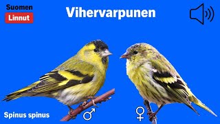 Vihervarpunen