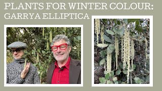 Great plants for winter colour: Garrya elliptica or the silk tassel bush.