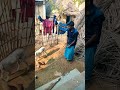 தம்பி ரொம்ப உஷாரா இருக்க 🐕🐕 shortvideo villageboy2809 ...