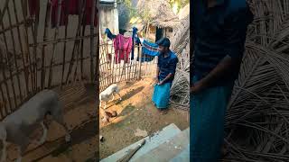 தம்பி ரொம்ப உஷாரா இருக்க 🐕🐕#shortvideo# #villageboy2809# ...