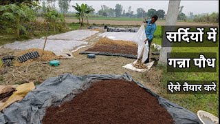 सर्दियो में गन्ना पौध ऐसे तैयार करें | Sugarcane Nursery