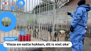 Bijna 300 honden afgepakt van horror-fokker