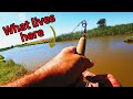 Remote Creek LOADED with HUGE Rod Bending Fish ( Blueclaw Crayfish Catch Clean Cook)