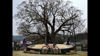 【自転車】能勢　春の里山　塩谷峠　坂井峠　ヒルクライム　サイクリング　ロードバイク