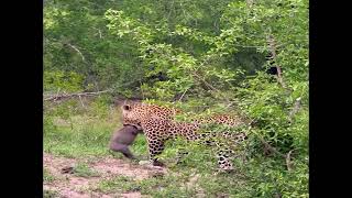 Greedy Leopard Catches an Entire Warthog Family