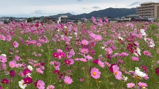 2022/10/11　見頃です！　見奈良のコスモス畑　〜愛媛県東温市〜