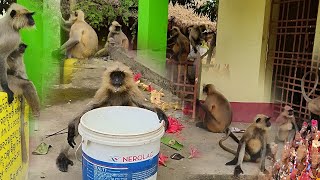 Hungry\u0026Thirsty monkey's are drinks water in hot summer //act of odisha