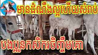 មានដំណឹងល្អហើយសំរាប់កសិករចិញ្ចឹមគោ