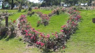 かのやばら園　2016　Japan's largest rose garden Kanoya Rose Garden