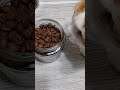 コーヒーを嗅ぐ猫