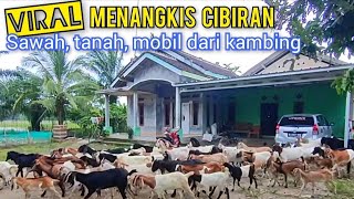 Gak Main Main, Bukan Cuma Mobil Dan Tanah Tapi Sawah Juga Hasil Dari Kambing