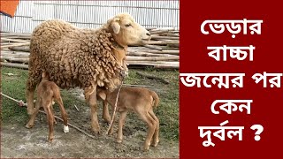 জন্মের পর ভেড়ার বাচ্চা দুর্বল কেন হয়? #goat #goat_farming #ছাগল #ছাগল_পালন #lamb #ভেড়া