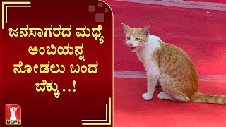 ಜನಸಾಗರದ ಮಧ್ಯೆ ಅಂಬಿಯನ್ನ ನೋಡಲು ಬಂದ ಬೆಕ್ಕು..! | Cat | Rebel Star Ambareesh last journey