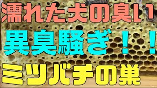 濡れた犬の匂いの正体とは？セイタカアワダチソウ　冬の準備　日本蜜蜂【日本ミツバチ庭先養蜂】【庭先養蜂家】