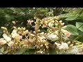 sophora japonica medicinal plant acacia del giappone