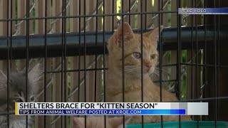 Albuquerque Animal Welfare Department asks public for help when they come across kittens