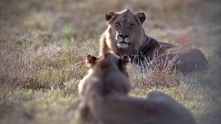 The Kambula Sub-Adult Lions