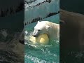 ホウちゃん頑張れ～！💗シロクマ ホウちゃん ダイブ 天王寺動物園