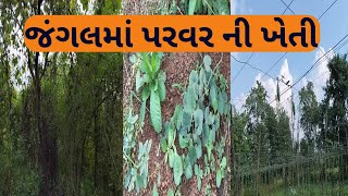 પરવર ની ખેતી જોવા ગયા | પરવર ની ખેતી | Parwal ki kheti | જંગલ | Nature jungle