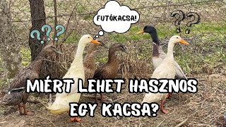 TÁMRENDSZEREK / MELYIK SZÜKSÉGES SZÁMODRA? RÉSZLETES MAGYARÁZAT / MITŐL VÉD MEG A FUTÓKACSA???