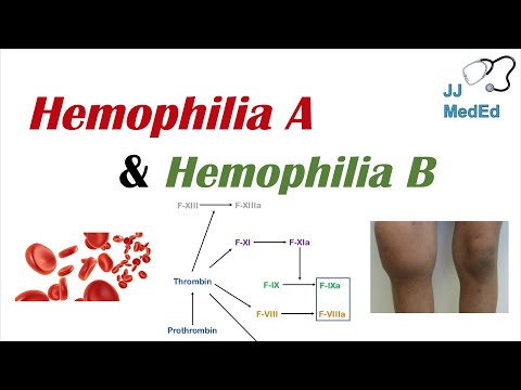 Which protein is affected in haemophilia?