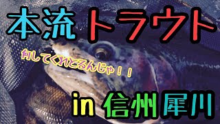 【犀川殖産】本流のニジマスはグレている【本流釣り】