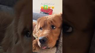 My dog can do many expression | Cutest and Funny Golden Retriever #dog #goldenretriever