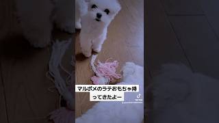 【可愛い犬動画】ラテのジャンプがかわいい🤣　#マルポメ #マルポメのラテ #遊ぶ #cute  #dog  #mix  #多頭飼い