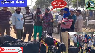 Goat Farming : मुल्लापुर बकरा मंडी से नज़ीर खान live  सौदा करते हुए उड़ाई बकरियां  ।।